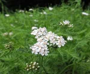 Yarrow Achillea Millefolium Asteraceae White