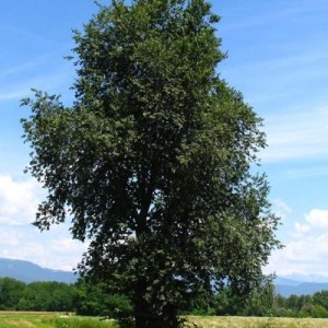 Ulmus-minor albero
