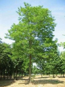 Robinia pseudoacacia_albero