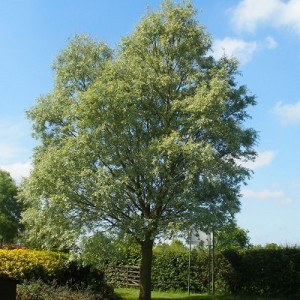 Salix alba_albero