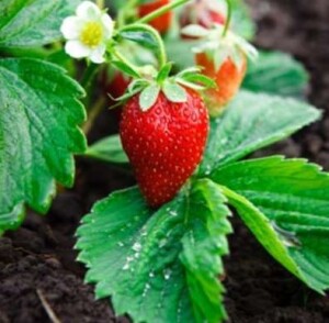 strawberry-renovation-guide