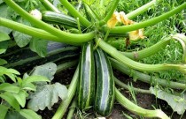 piantare-zucchine_NG1