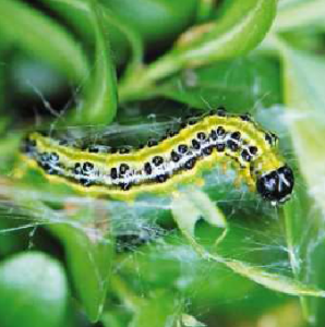larva bosso