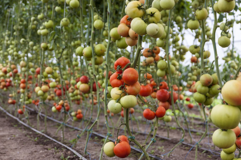 Coltivare il pomodoro in orto biodinamico