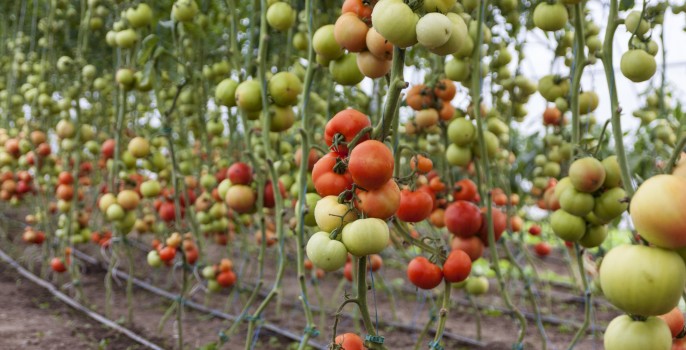 Coltivare il pomodoro in orto biodinamico