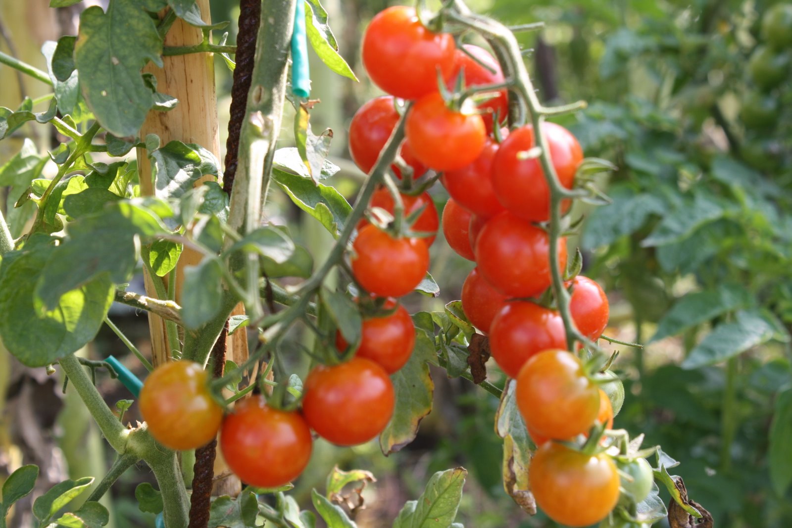 Pianta di Pomodoro: Origine e Caratteristiche dei Pomodori