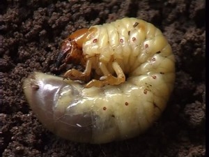 larva-di-maggiolino