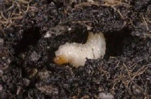larva oziorrinco