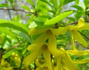 2_Forsythia viridissima