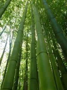 Phyllostachys bambusoides 1