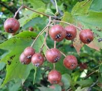 Sorbus-torminalis_frutto