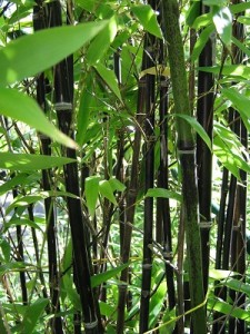 bambusa_phyllostachis nigra_1