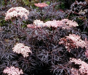 Sambucus nigrum porphyrophylla Black Lace