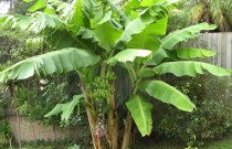banano cop Musa japonica