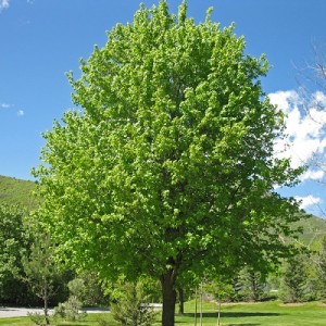 Acero campestre albero