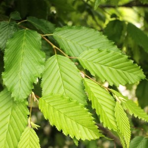 Carpinus betulus foglie