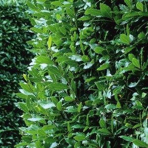 laurus-nobilis pianta