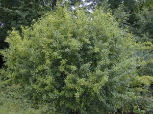 Rhamnus catharticus_albero