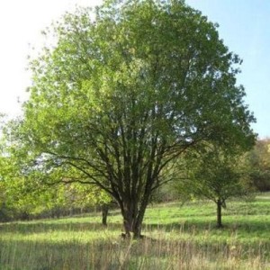Salix caprea_albero