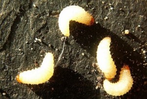 ok oziorrinco-larva
