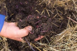 compost_vs_humus_why_is_humus_important_in_the_garden