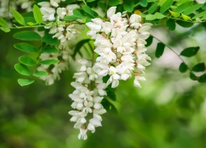 Blooming flowers of white acacia tree in a park at spring.